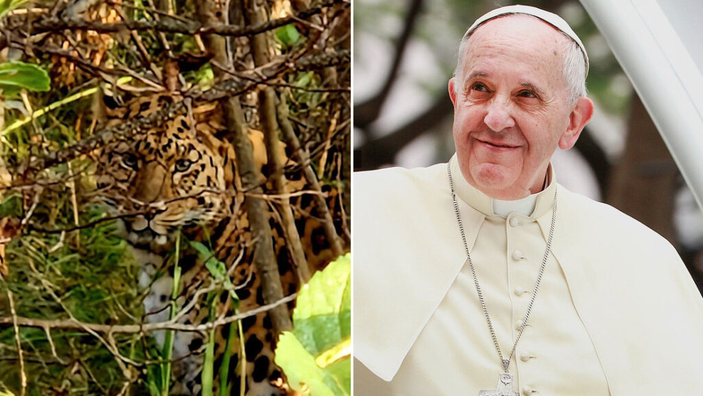 Conozcan a Martín Fierro el leopardo de un zoo ruso protegido por el papa Francisco - thefreedompost.net