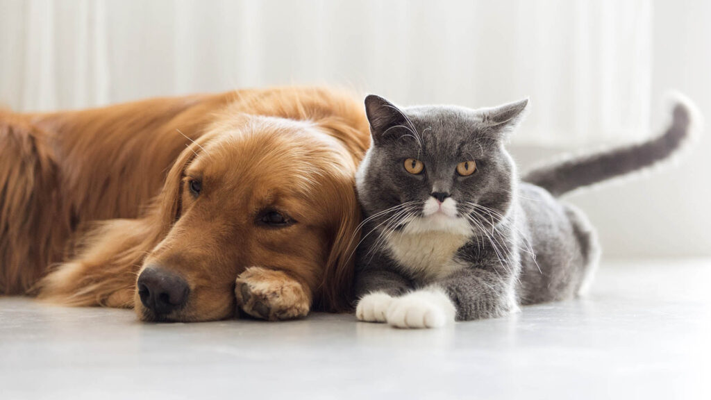 Diferencias entre los amantes de perros y los amantes de gatos - thefreedompost.net