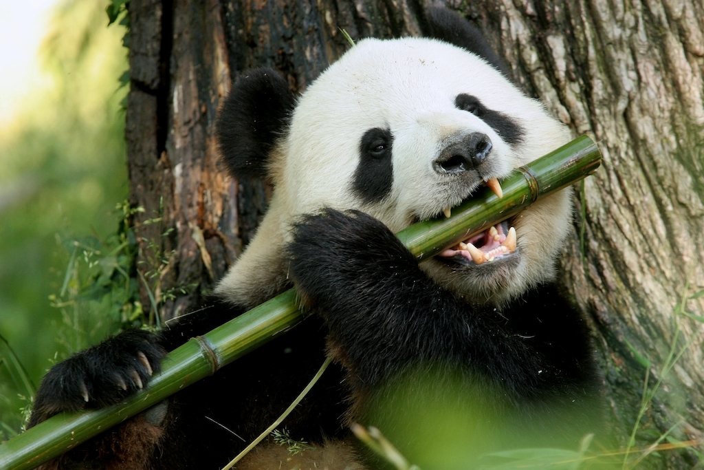 Por qué los pandas al ser carnívoros comen solo bambú - thefreedompost.net