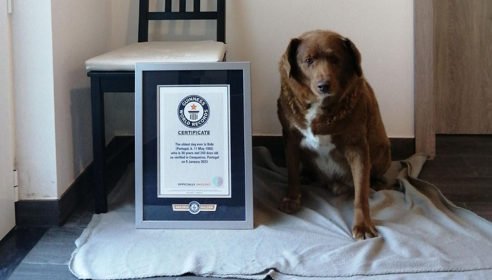 perro más longevo del mundo rompe récord de 30 años - thefreedompost.net