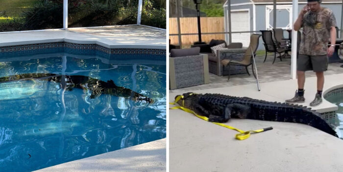 Encontró un caimán de más de 3 metros en su piscina - thefreedompost.net