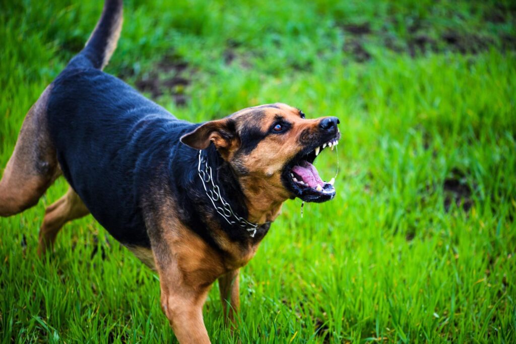Las causas del comportamiento agresivo en los perros - thefreedompost.net