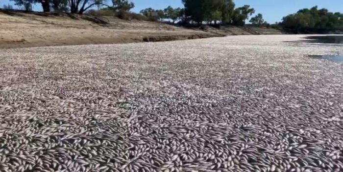 Millones de peces muertos bloquean un río australiano - thefreedompost.net