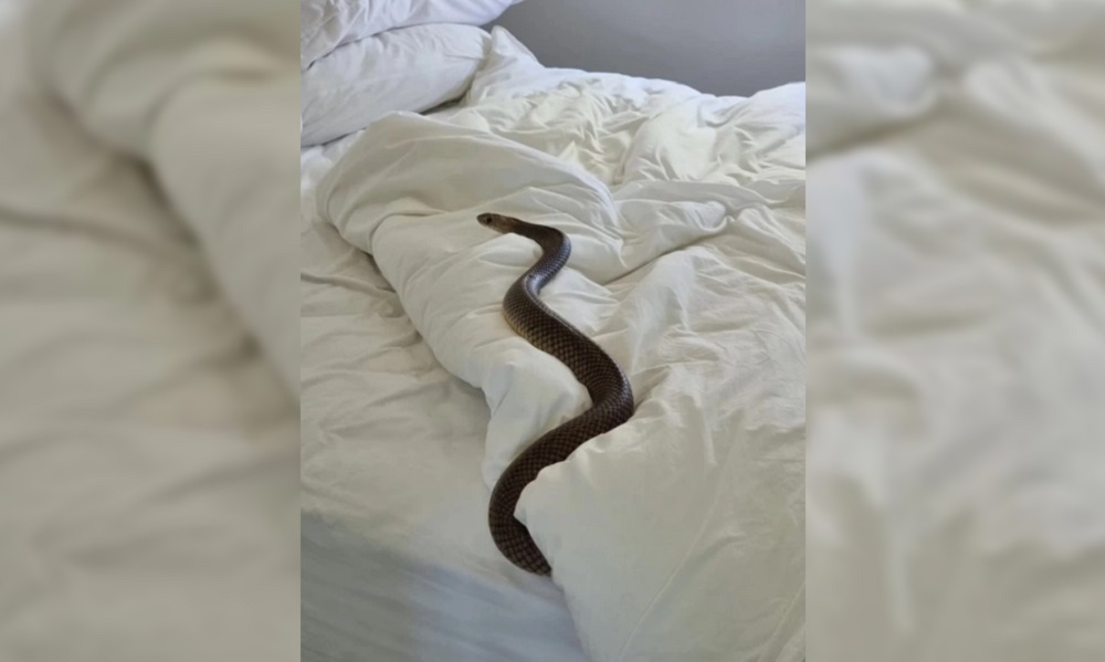Una mujer encontró una serpiente venenosa de casi dos metros en su cama