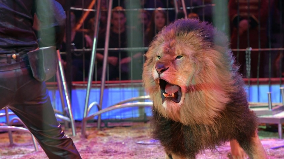 Dos leones escapan en pleno espectáculo de un circo